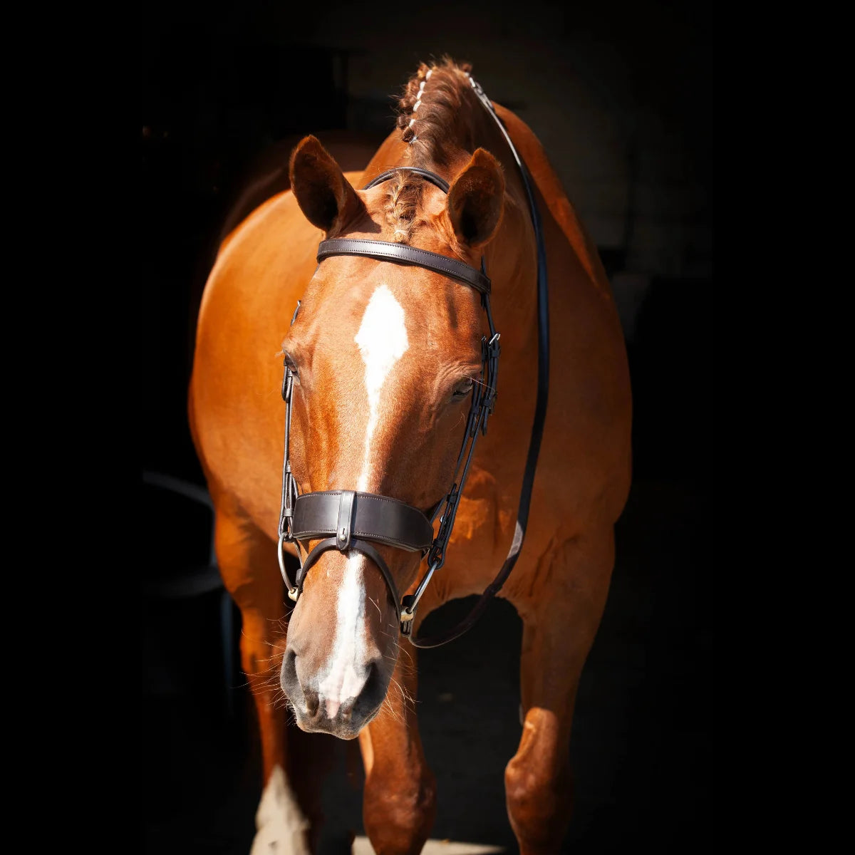 Front-facing portrait of a chestnut horse wearing a black EcoRider anatomical leather bridle against a dark background.