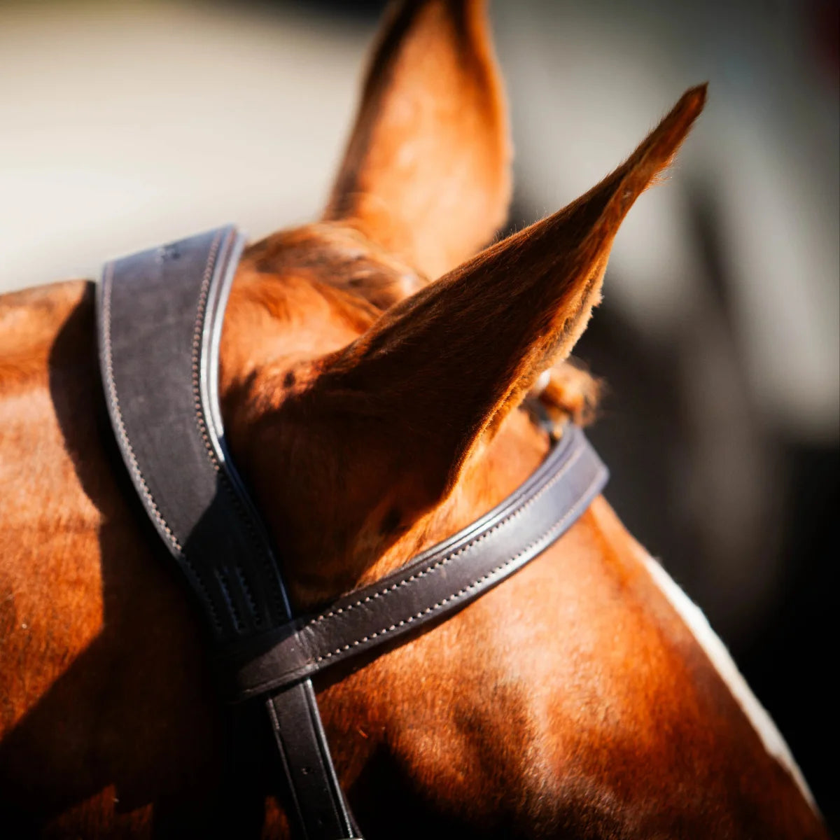 Close-up of a chestnut horse's poll showing the black EcoRider anatomic headpiece with an integrated ear cutaway and padded browband.
