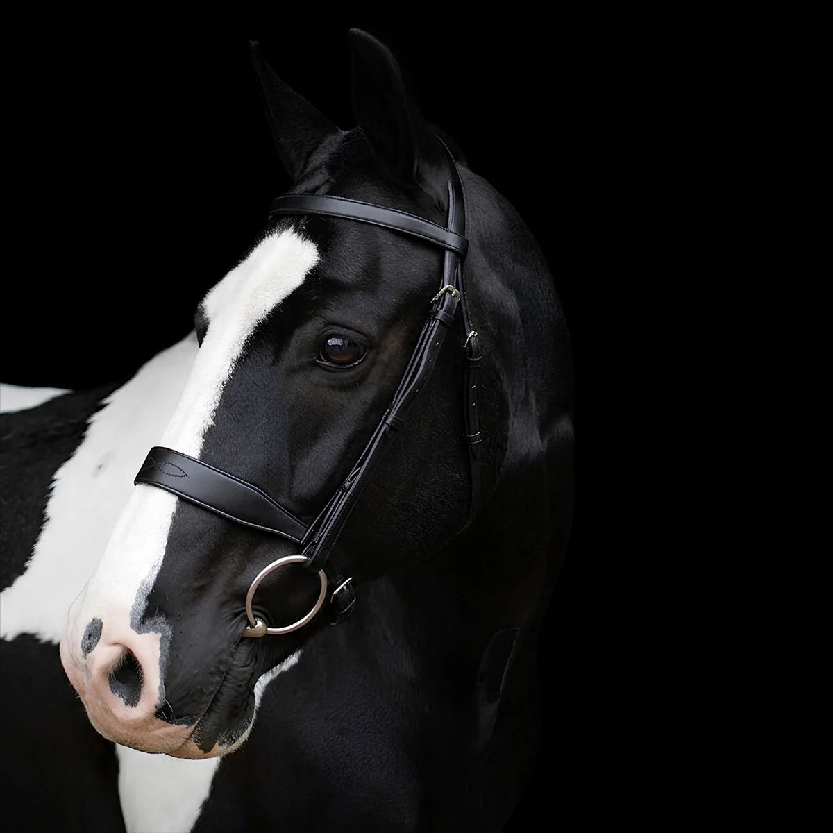 Horse with a EcoRider Classic Show Leather Bridle on a black background
