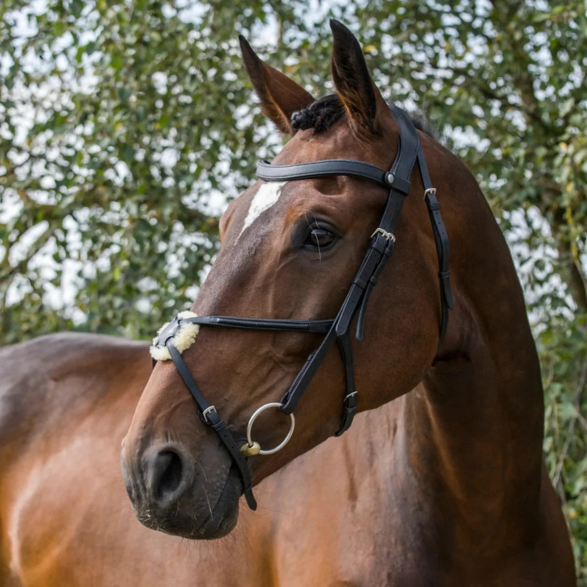 Bay horse wearing a black EcoRider SeamFree Grackle Leather Bridle, highlighting the sheepskin nose pad and anatomic headpiece.