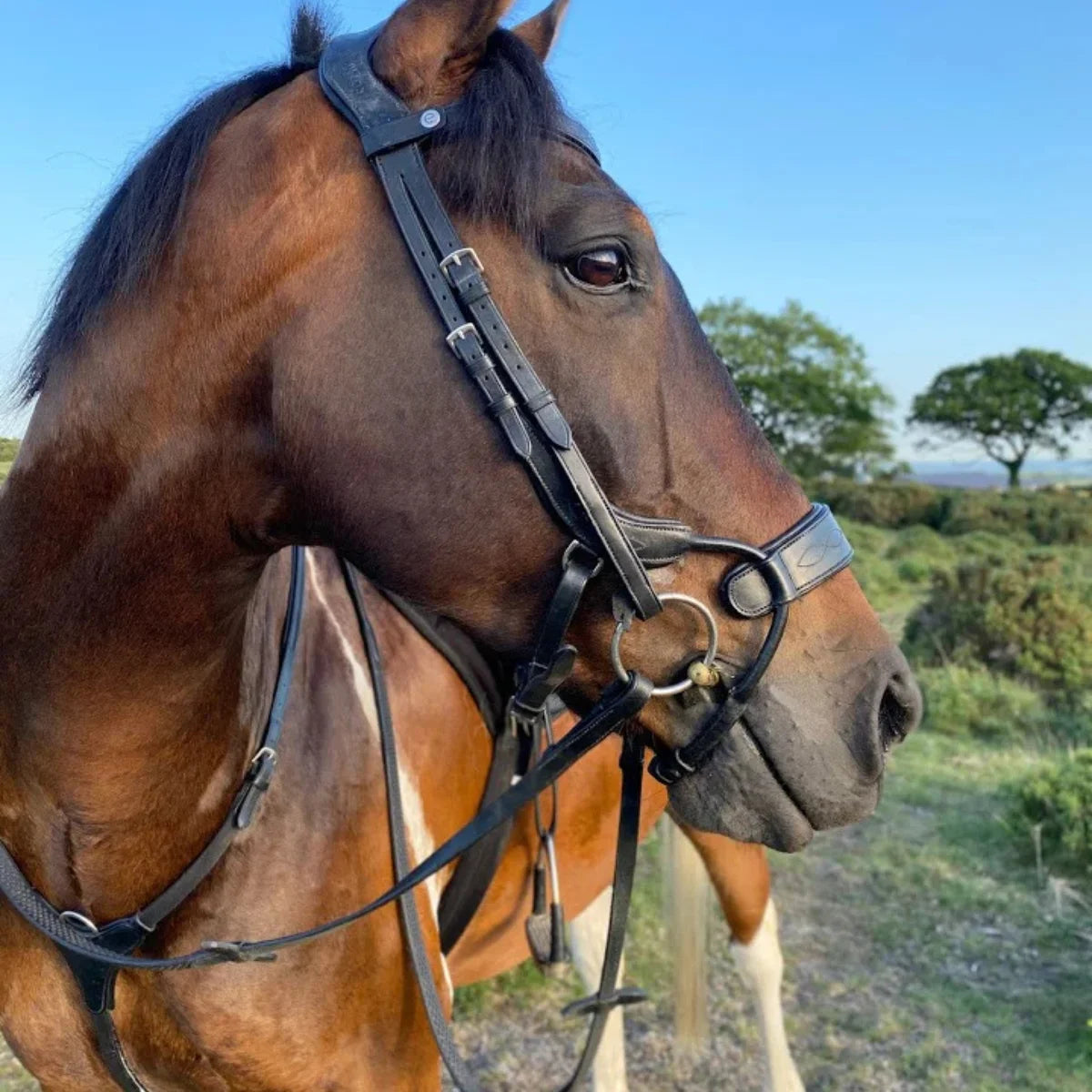 Bay horse wearing a black EcoRider anatomic bridle with decorative noseband stitching and matching breastplate, set against a grassy field.