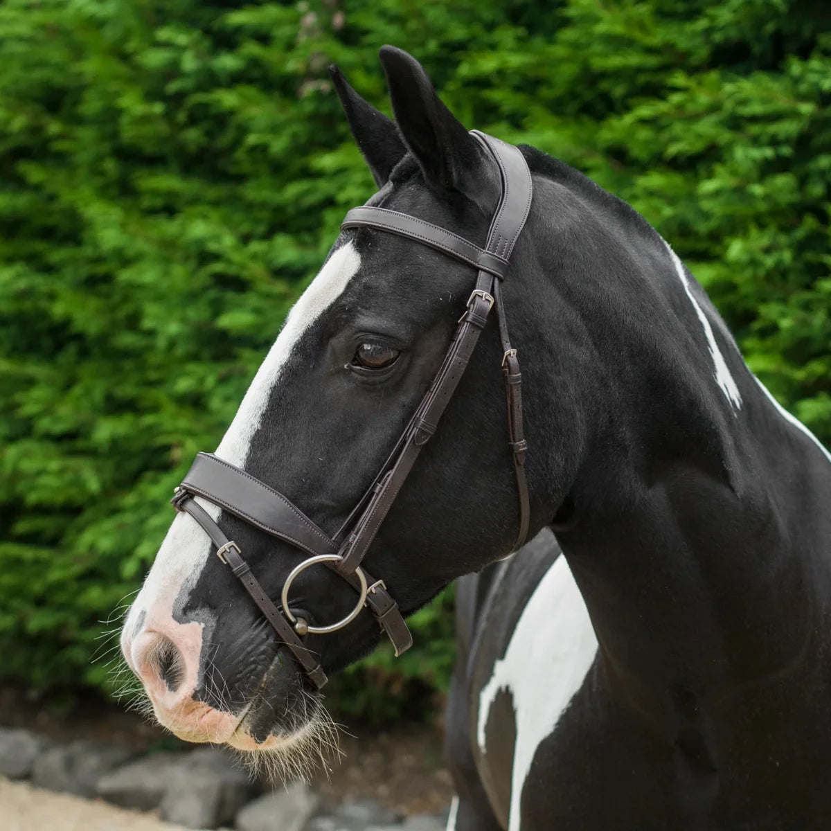 Side-profile of a piebald paint horse wearing an EcoRider anatomical leather bridle with a padded flash noseband.