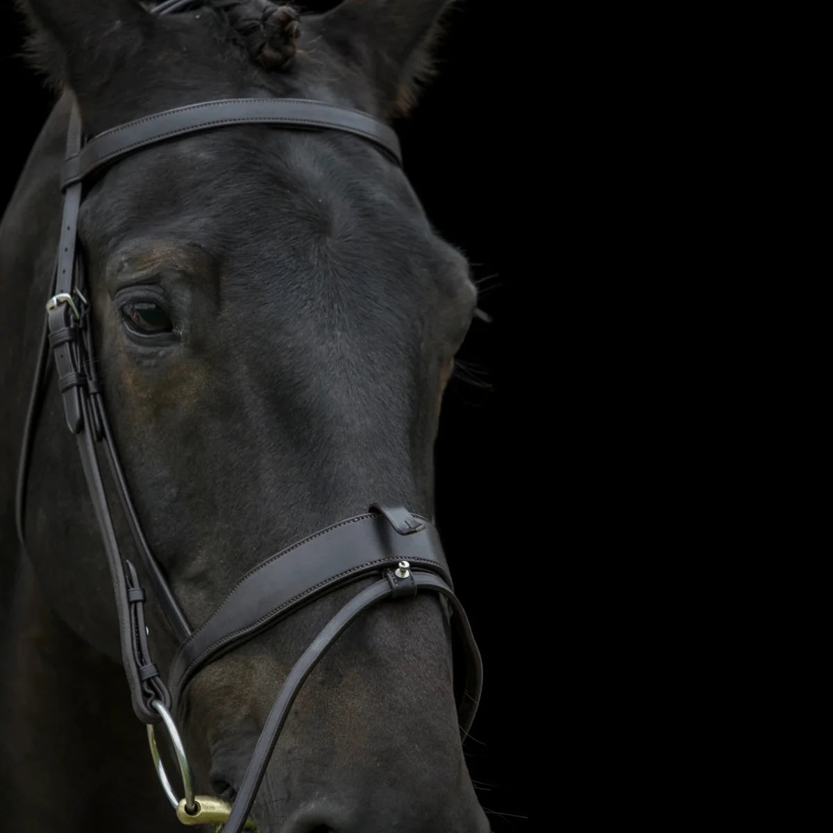 Portrait of a black horse wearing an EcoRider anatomical leather bridle with a padded flash noseband against a black background.