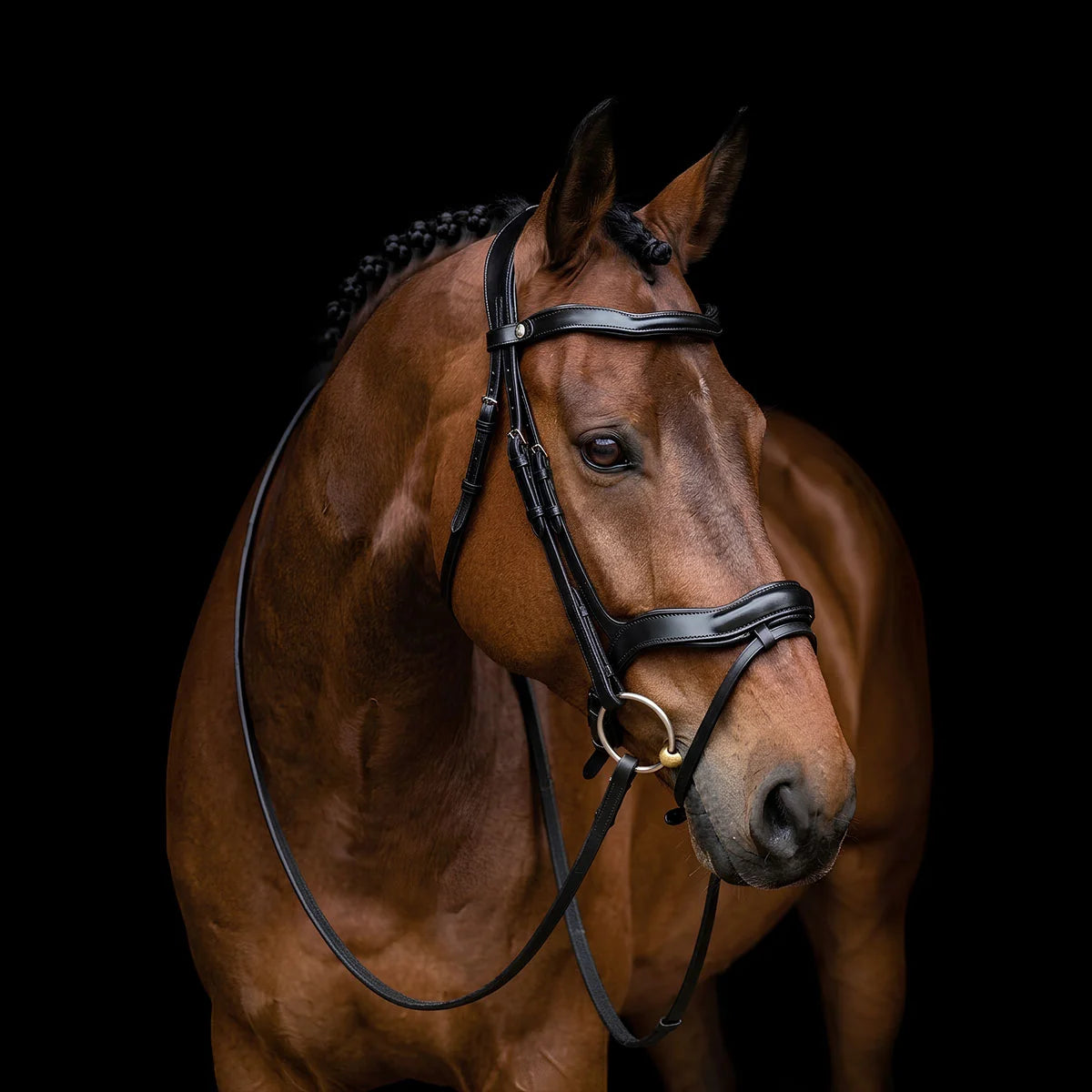 Brown horse wearing a EcoRider SeamFree Anatomic Leather Bridle against a black background