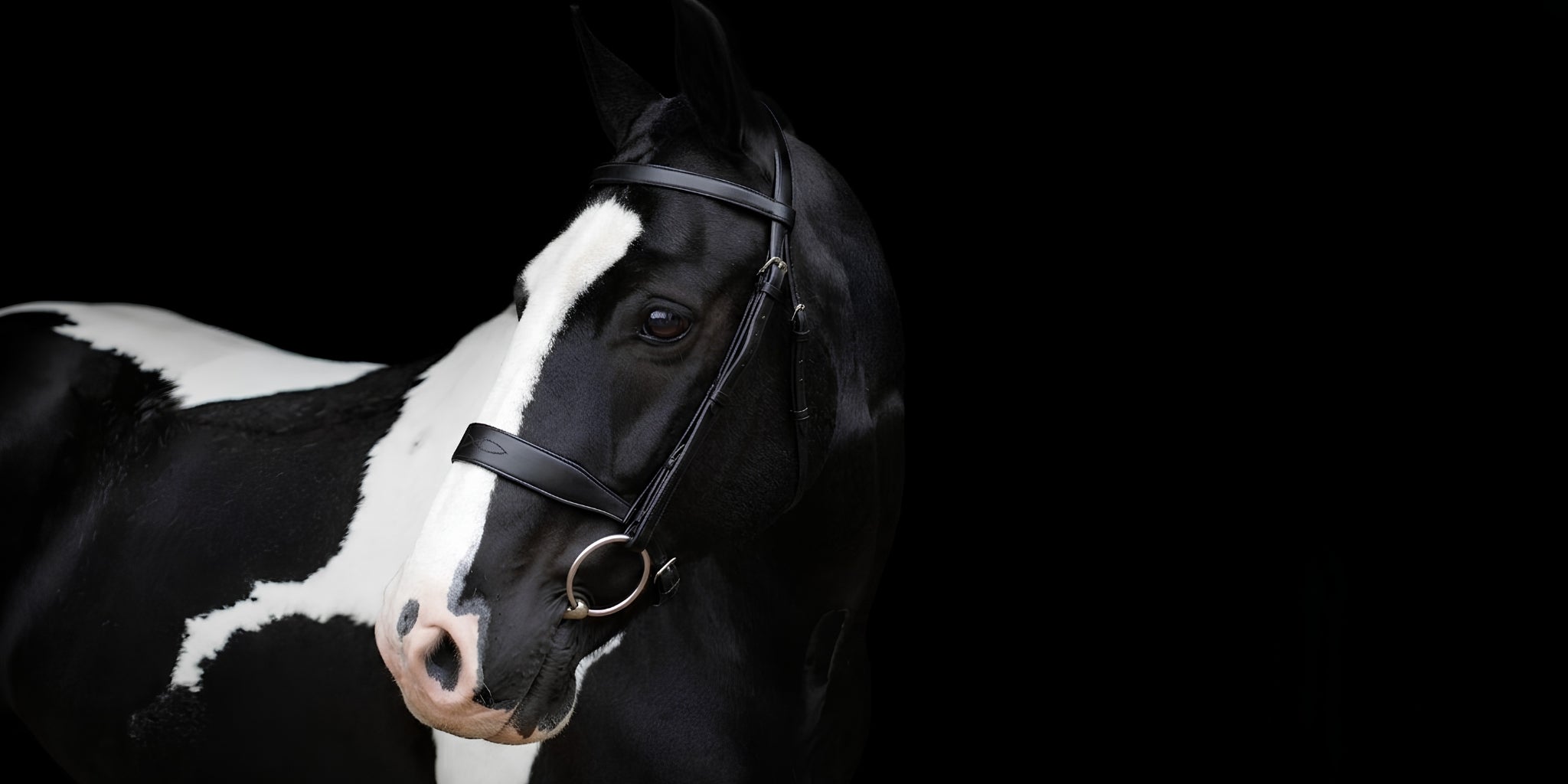 EcoRider website homepage hero banner showcasing their premium range of eco-friendly, vegetable-tanned anatomical horse bridles, reins, and handcrafted leather equestrian tack designed for ultimate equine comfort.