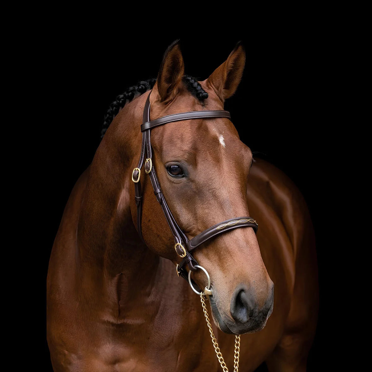 Brown horse wearing a EcoRider Classic Inhand Leather Bridle Lead on a black background