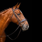 Brown horse wearing a EcoRider Classic Show Comfort bridle on a black background