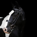 Horse with a EcoRider Classic Show Leather Bridle on a black background