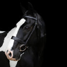 Horse with a EcoRider Classic Show Leather Bridle on a black background