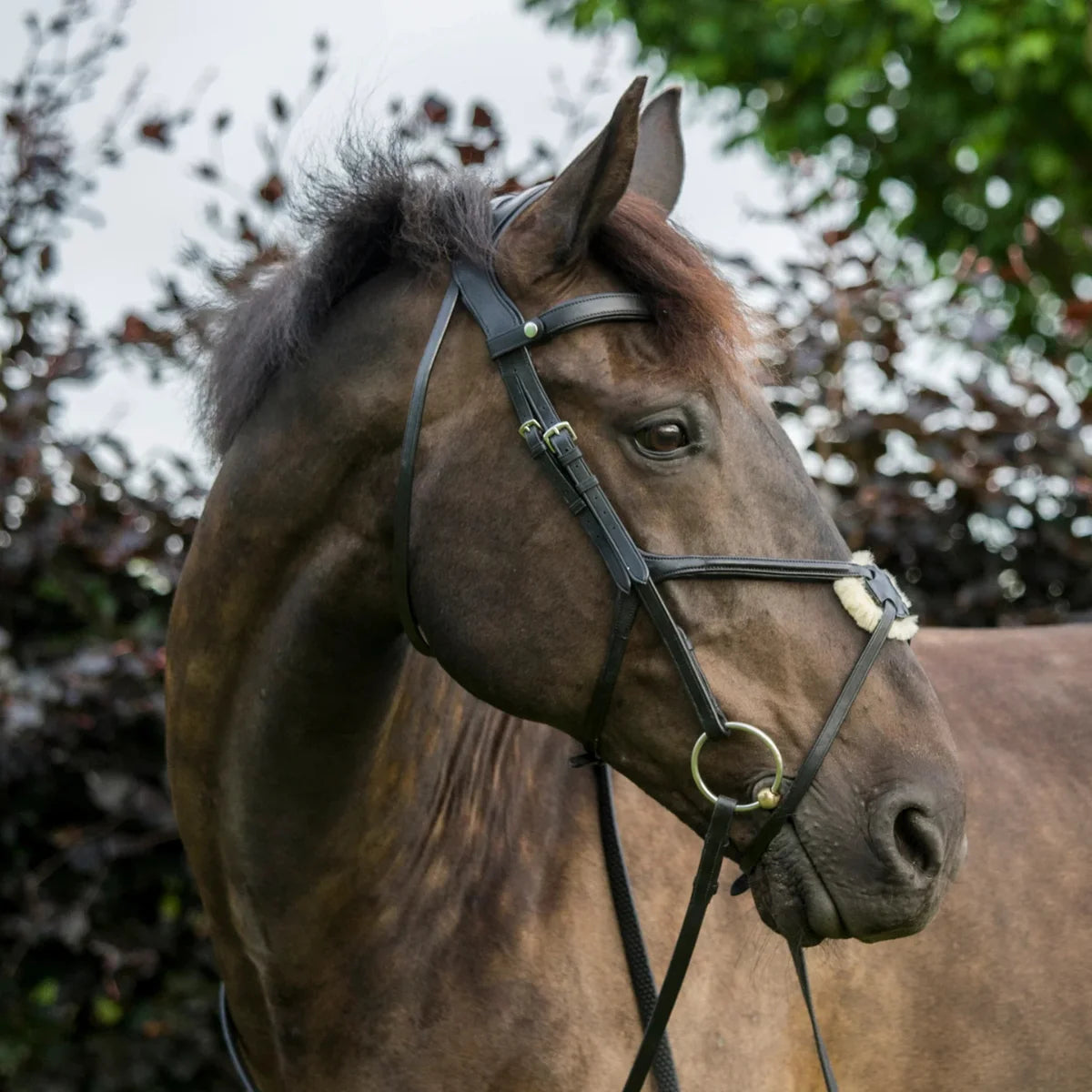 Side profile of a dark horse wearing a black EcoRider grackle leather bridle with a sheepskin-padded noseband.