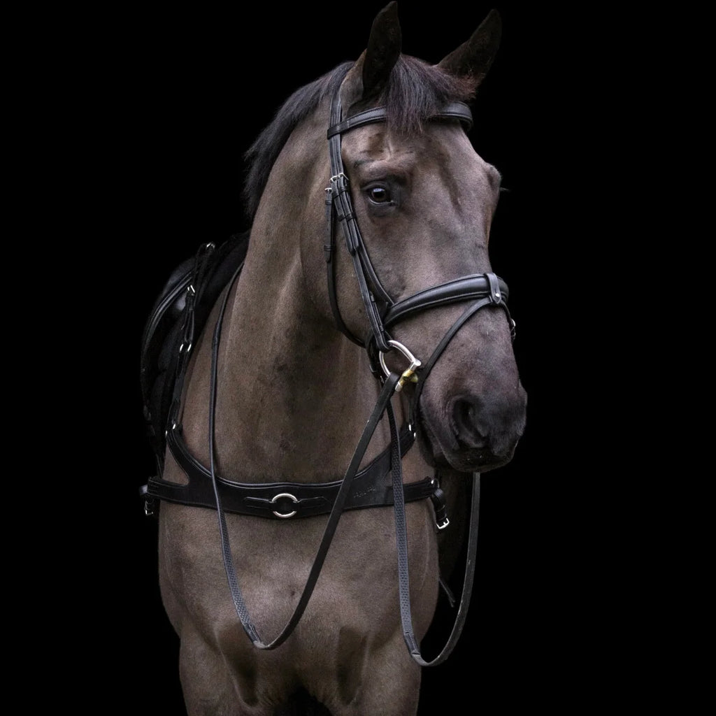 Portrait of a black horse wearing a black EcoRider anatomical leather bridle and matching breastplate against a black background.