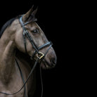 Side-profile portrait of a dark bay horse wearing an EcoRider anatomical leather bridle against a solid black background.