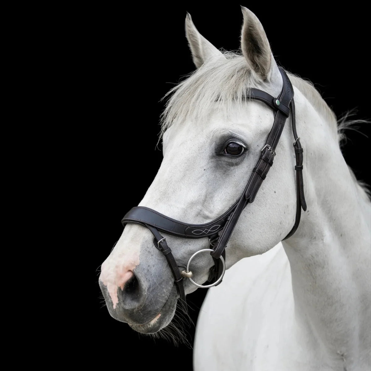 Portrait of a grey horse wearing a black EcoRider anatomic bridle with decorative white noseband stitching, against a black background.