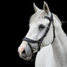 Portrait of a grey horse wearing a black EcoRider anatomic bridle with decorative white noseband stitching, against a black background.