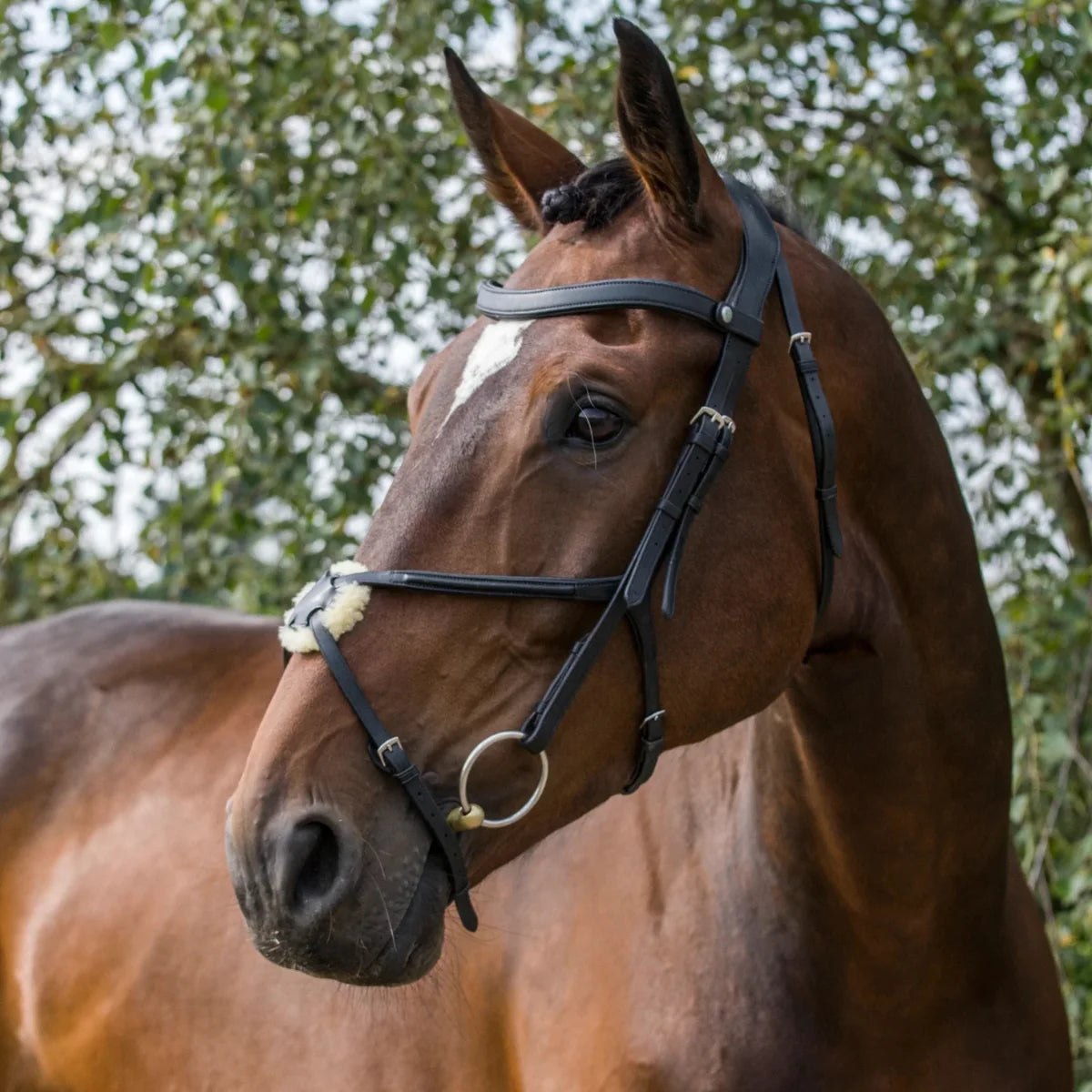 Bay horse wearing a black EcoRider SeamFree Grackle Leather Bridle, highlighting the sheepskin nose pad and anatomic headpiece.