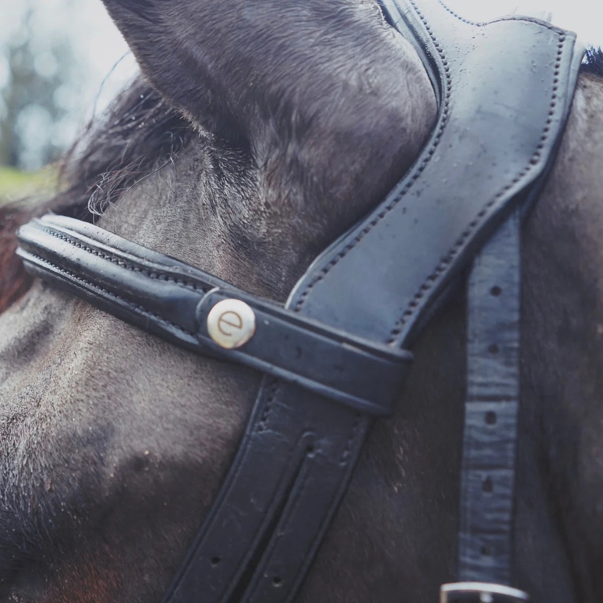 Close-up of an EcoRider Freedom anatomical leather headpiece and padded browband on a dark horse, highlighting ear pressure relief.