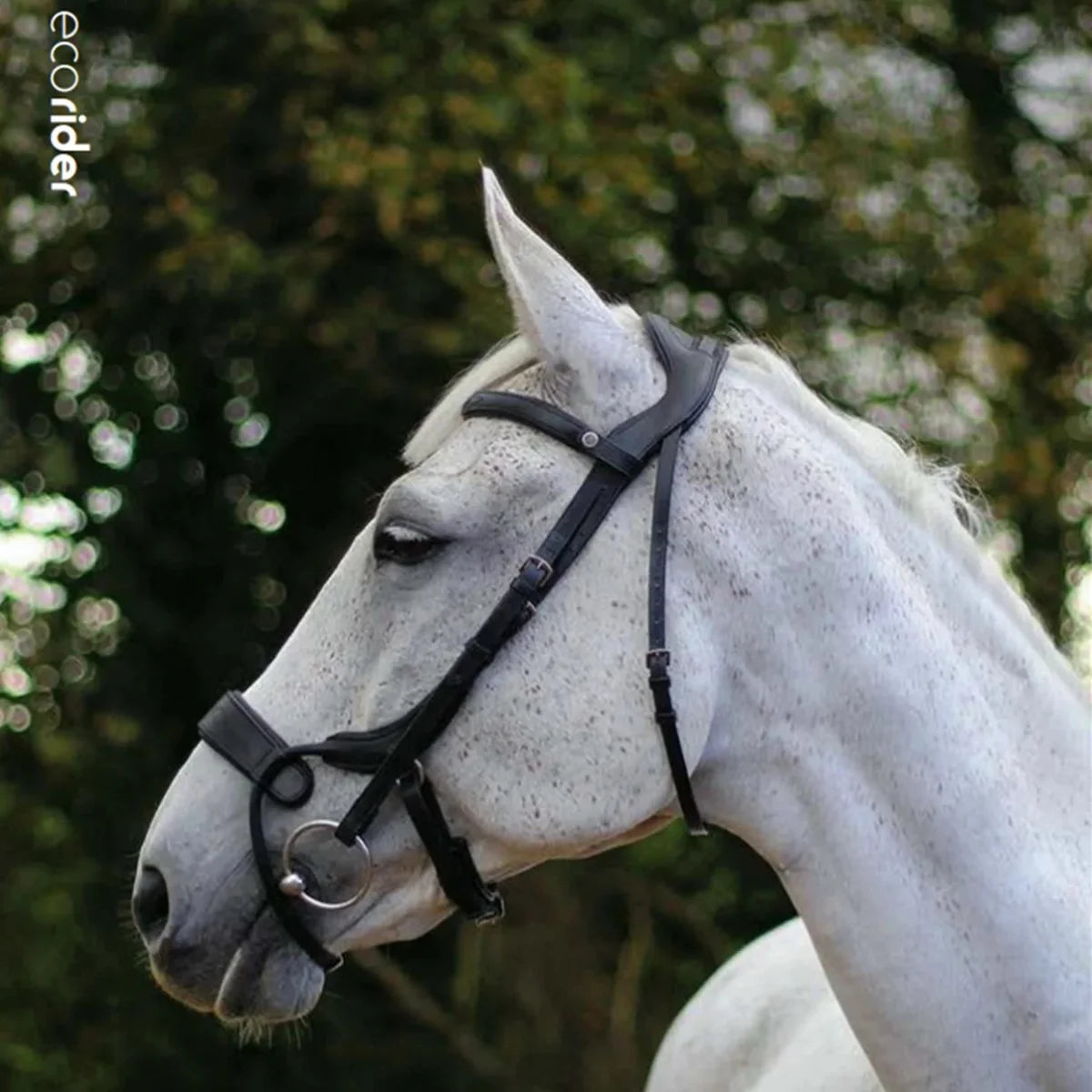 Side profile of a grey horse wearing a black EcoRider anatomical leather bridle with a padded comfort flash noseband.