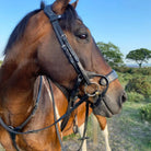 Bay horse wearing a black EcoRider anatomic bridle with decorative noseband stitching and matching breastplate, set against a grassy field.