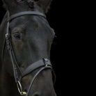Portrait of a black horse wearing an EcoRider anatomical leather bridle with a padded flash noseband against a black background.