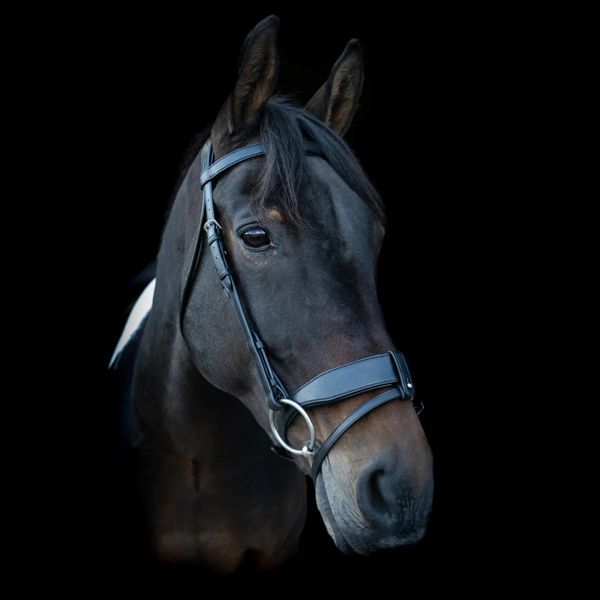 Portrait of a dark bay horse wearing an EcoRider anatomical leather bridle with a padded flash noseband against a black background.