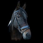 Portrait of a dark bay horse wearing an EcoRider anatomical leather bridle with a padded flash noseband against a black background.