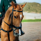 Close-up of a chestnut horse wearing a Black EcoRider anatomical leather bridle and matching breastplate, showcasing premium comfort fit.