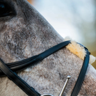 Close-up of a grey horse wearing a black EcoRider SeamFree Grackle Leather Bridle, highlighting the genuine sheepskin crossover nose pad.