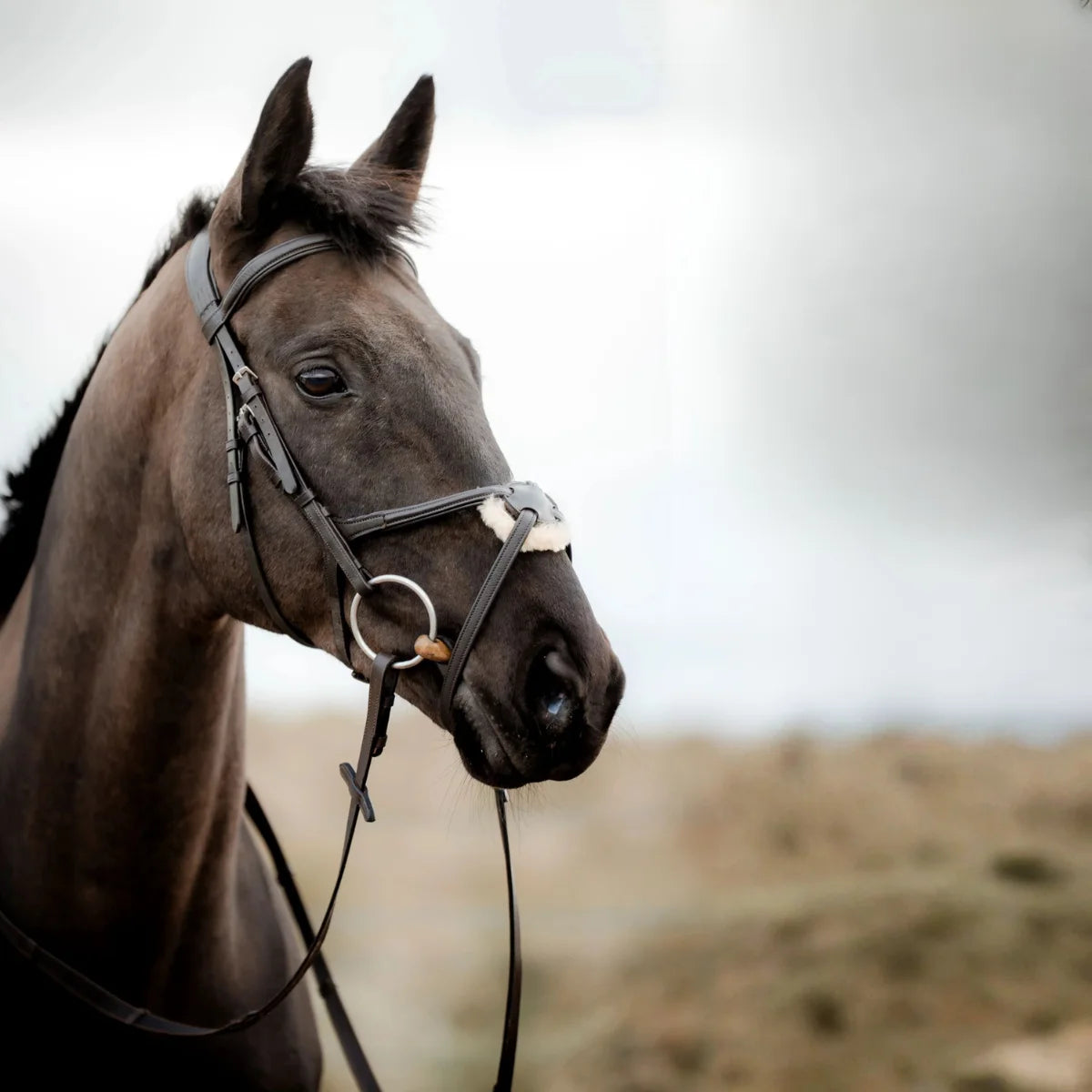 Side profile of a black horse wearing a black EcoRider grackle leather bridle with a sheepskin-padded noseband.