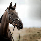 Side profile of a black horse wearing a black EcoRider grackle leather bridle with a sheepskin-padded noseband.