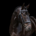 Brown horse wearing a EcoRider SuperLux Leather Bridle against a black background