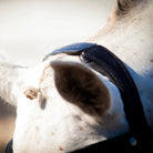 Close-up of a grey horse's poll showing the black EcoRider anatomic headpiece with an integrated raised mane channel and debossed logo.