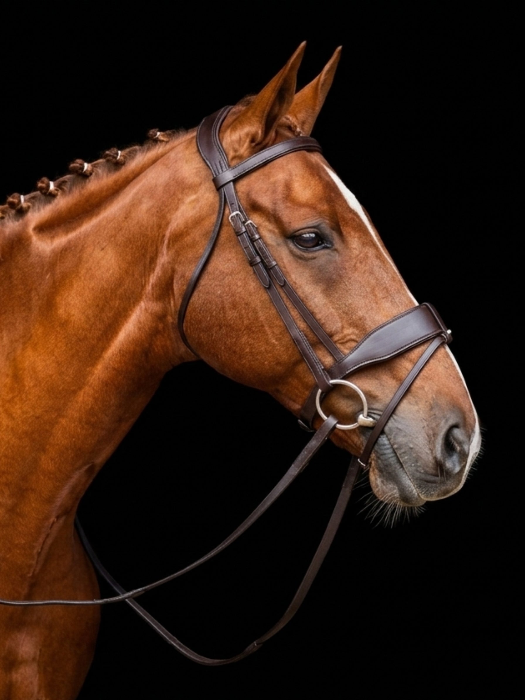 EcoRider Classic Show Comfort Bridle (ECO044) in premium vegetable-tanned leather, featuring a traditional plain padded browband, a padded noseband with a removable flash channel, and a pressure-relieving headpiece with ear cutaways.